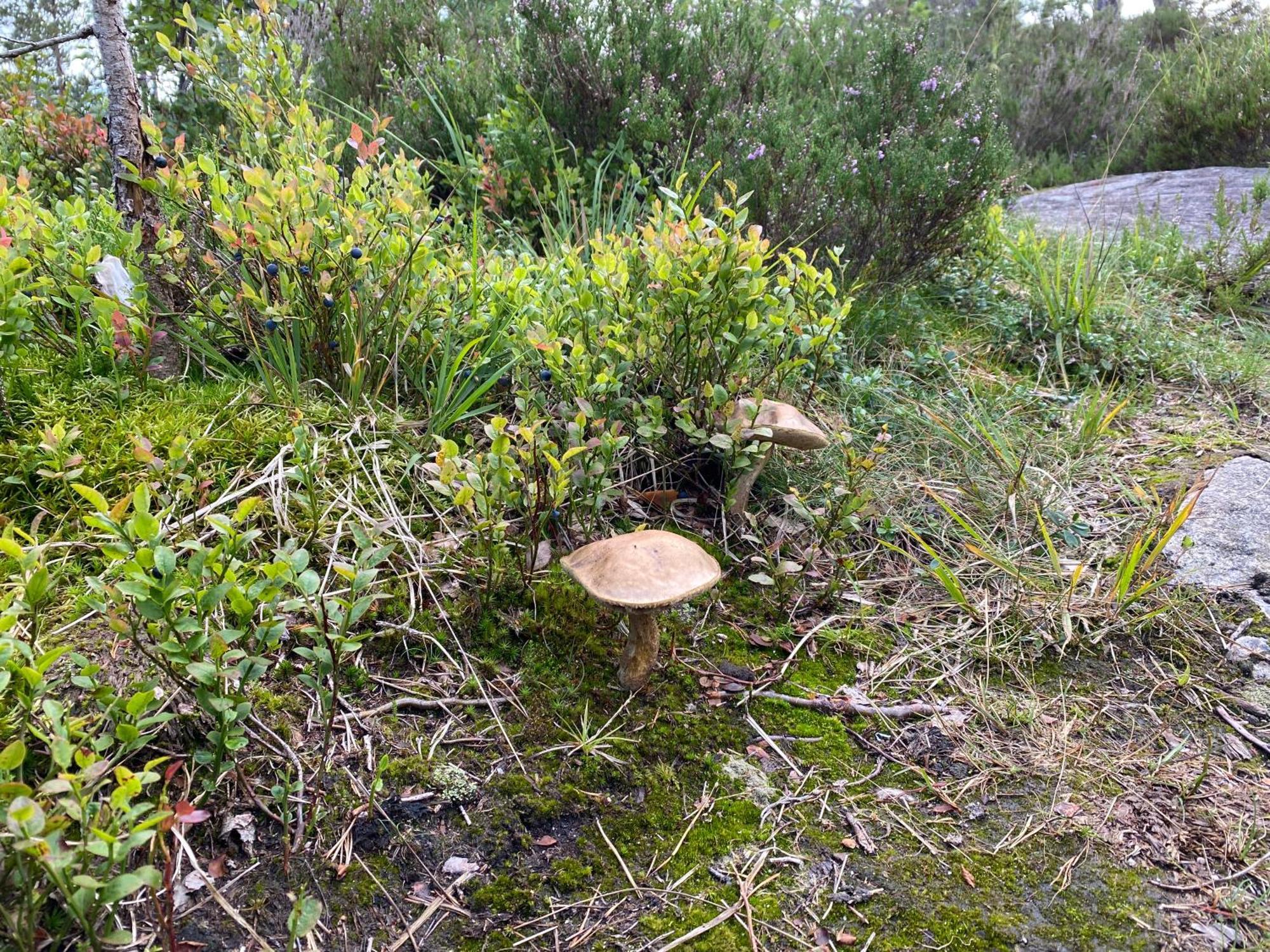 Hygge Pa Fjellet Villa Øyuvstad Exteriör bild